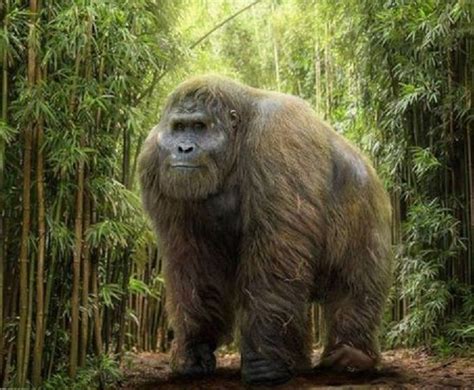 Gigantopithecus Facts, Habitat, Diet, Fossils, Pictures | Prehistoric animals, Giant animals ...