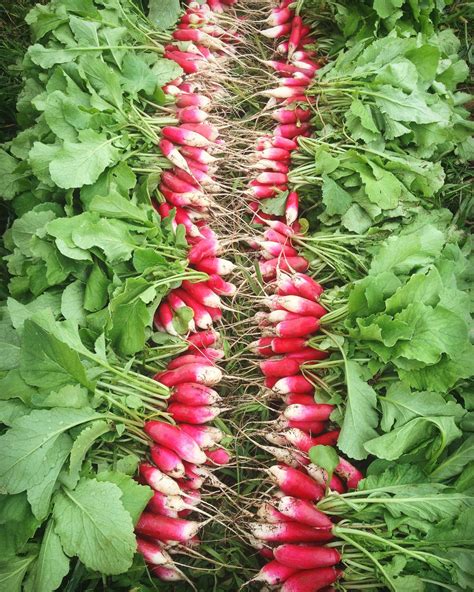 Radish, 'French Breakfast' | Uprising Seeds