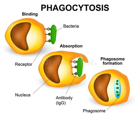 Phagozytose stock abbildung. Illustration von krankheit - 38904896