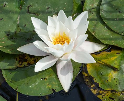 1000 Nymphaea pubescens alba Seeds White Waterlily Seeds | Etsy