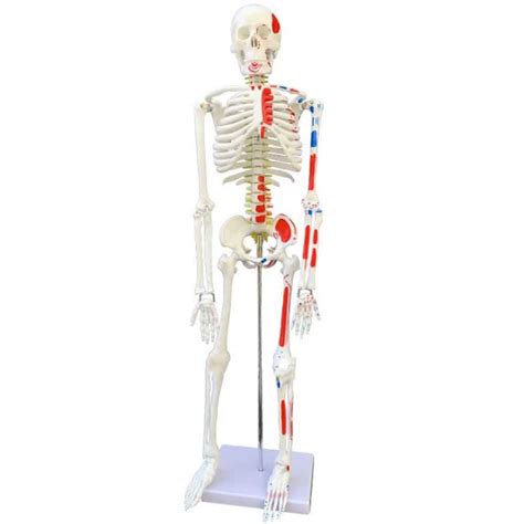 Buy Human Torso Skeleton Model, Body Educational Model, with Metal Stand Anatomical Skeleton ...