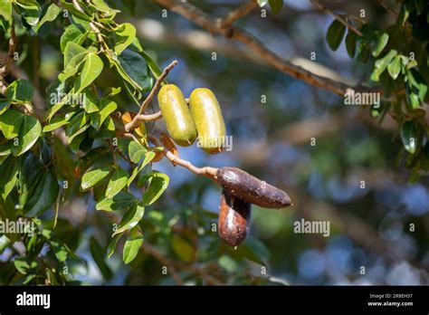 Jatobá , jatoba,fruit -Hymenaea courbaril- typical fruit of the Brazilian cerrado Stock Photo ...