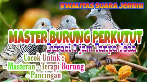 Suara Burung Perkutut Lokal Masteran || Perkutut Lokal Pancingan - YouTube