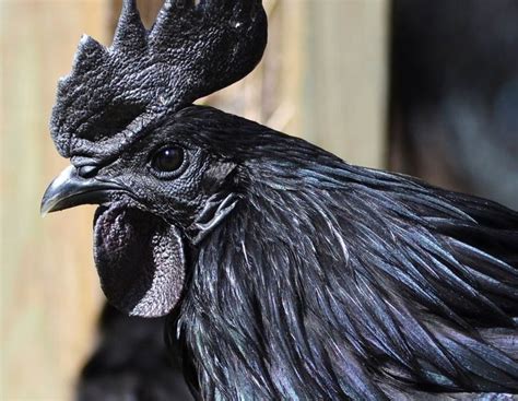 Indonesian Ayam Cemani rare black chickens in Java, Indonesia » Tripfreakz.com