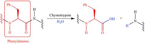 Illustrated Glossary of Organic Chemistry - Chymotrypsin