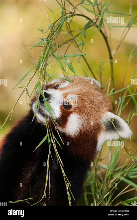 Red Panda Eating Bamboo Stock Photos & Red Panda Eating Bamboo Stock ...