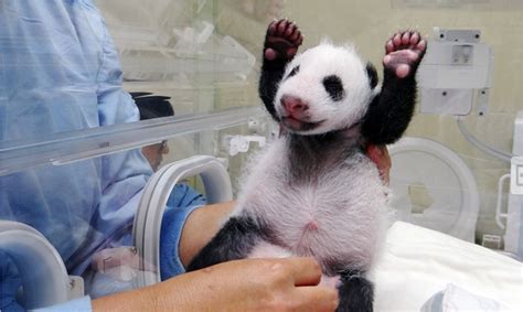 Baby Panda Born At Taipei Zoo, Yuan Zai, Meets Mom For The First Time (VIDEO, PHOTOS) | HuffPost