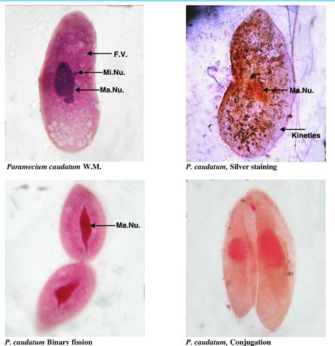 Binary Fission In Paramecium