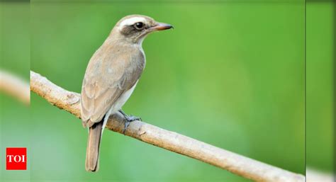 Mangalore University: 95 birds sighted at Mangalore University campus ...