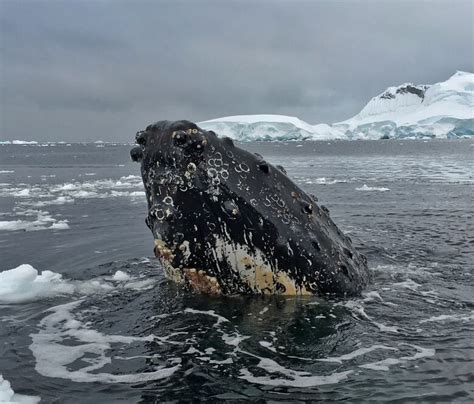 More than 1 million penguins discovered on Danger Islands off ...