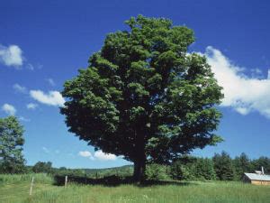 New York State Tree, Sugar Maple (Acer saccharum), from NETSTATE.COM