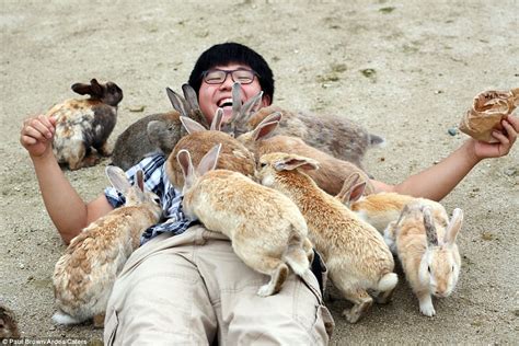 Rabbit Island, Japan tourists queue up to be smothered in cute stampede | Daily Mail Online