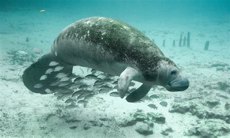 Florida Manatee | Defenders of Wildlife