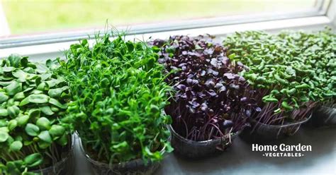 Ultimate Guide To Growing Food Indoors - Home Garden Vegetables