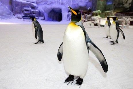 Snow Penguins at Ski Dubai