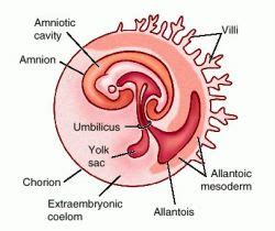 Amnion | definition of amnion by Medical dictionary