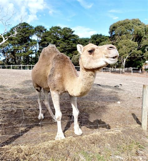 Hahndorf Farm Barn - Family Fun in the Adelaide Hills - Play & Go AdelaidePlay & Go Adelaide