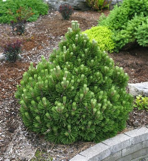 278 best Dwarf Conifers images on Pinterest | Landscaping ideas, Yard ideas and Backyard ideas