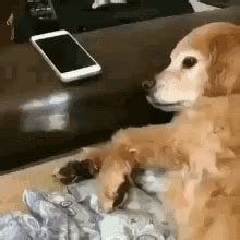 Dog No GIF - Dog No Phone - Discover & Share GIFs