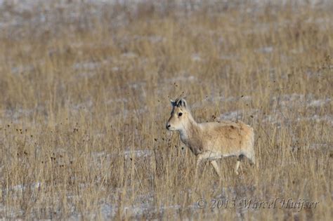 Marcel Huijser Photography | Mongolian gazelle | Mongolian gazelles ...