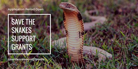 Funding Available for Community-Based Snake Conservation Efforts - Save The Snakes