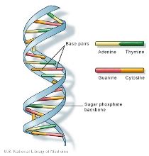 The Huntington Gene - UC Davis Huntington's Disease Center of Excellence