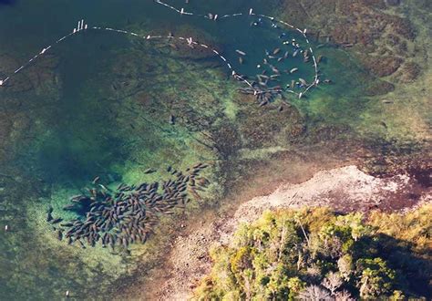 Crystal River National Wildlife Refuge: Kings Bay Manatee Refuge | Discover Crystal River