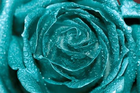 Teal Rose photo Digital Download Fine Art Photography rose