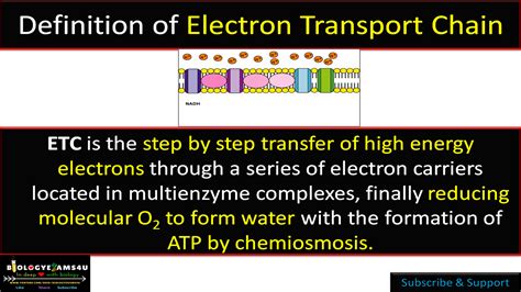 Electron Transport Chain (ETC) in Cellular Respiration: Definition, Location and Steps Simplified