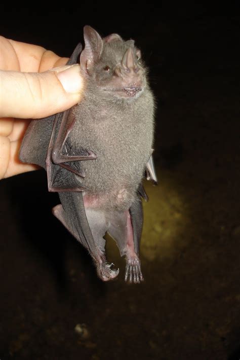 Bats are not bugs: My study species the Jamaican fruit bat