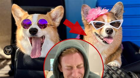 Olivia Of Viral Corgi Dog Duo 'Hammy & Olivia' Dead At 8 After Kidney Emergency