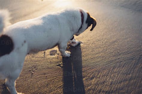 Dog on beach in sand stock photo