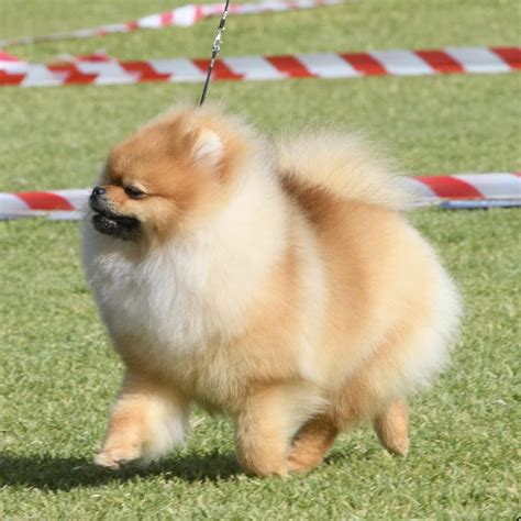 Pomeranian Training | Pomeranian Headquarters