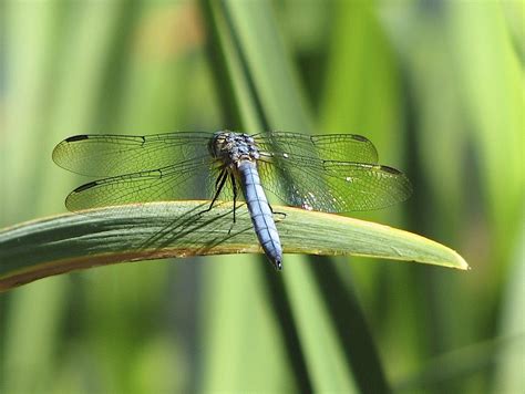 Blue Dasher Dragonfly | Friends of Cortes Island