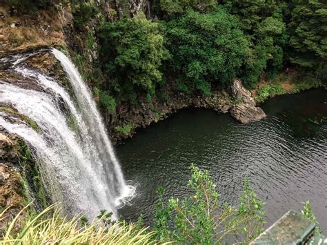 Whangarei Falls: The Perfect Road Trip Stop from Auckland to Paihia