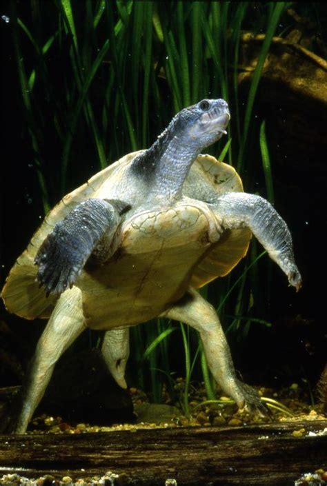 Mary River Turtle (adult) | Australia | Pinterest | Rivers and Turtles