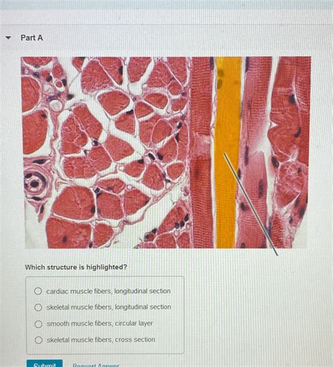 Cardiac Muscle Structure