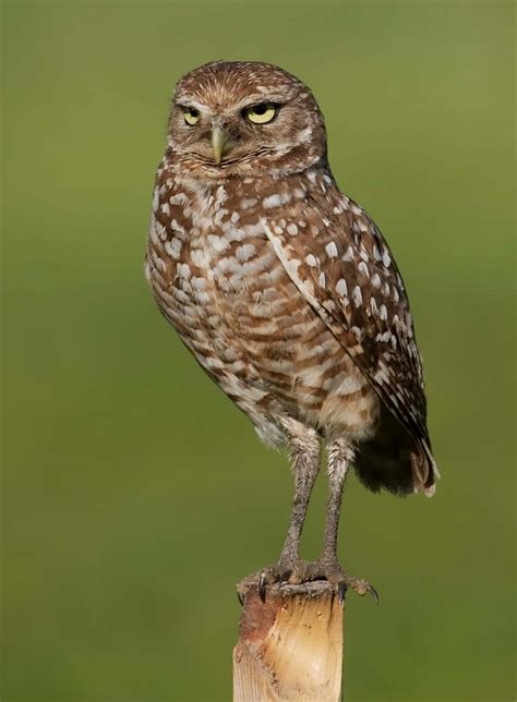 Owl Symbolism- Spirit Animal Totems and Messages