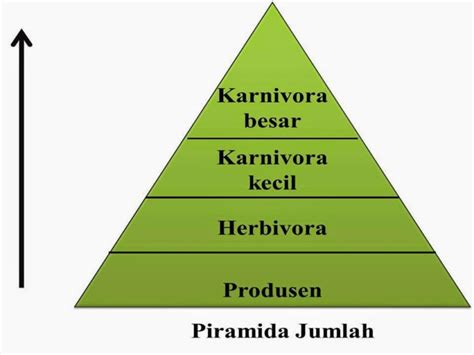 Pengertian Piramida Ekologi Beserta Jenis-jenisnya Lengkap