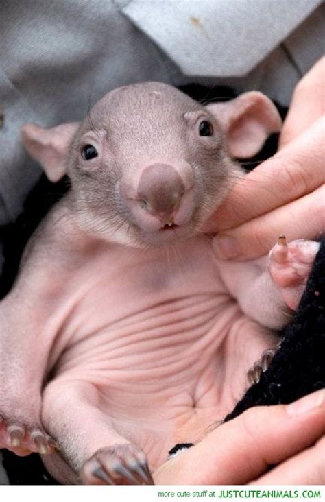 Baby Wombat | Irresistibly Adorable Animals | Pinterest