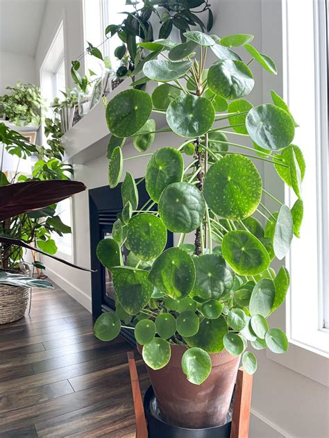 The Sharing Plant | Pilea Propagation - My Tasteful Space | Propagating plants, Big plants ...