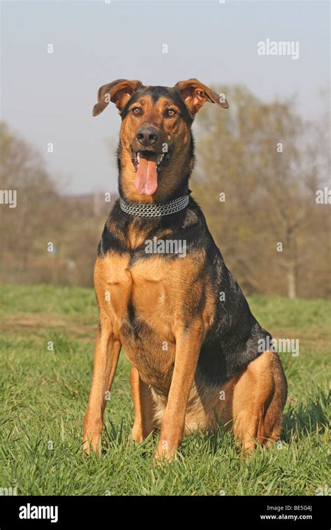 Rottweiler Doberman German Shepherd Mix