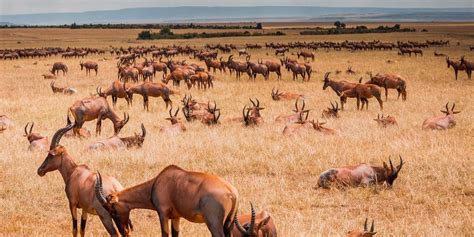 Masai Mara National Reserve: Guide To Masai Mara, Kenya