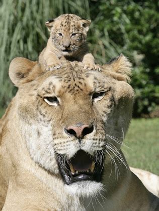 Feline Underground: a baby liger! can we keep him?!