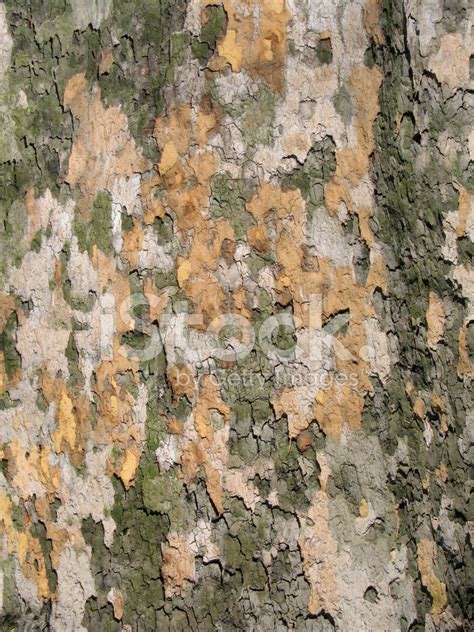 Sycamore Tree Bark Stock Photo | Royalty-Free | FreeImages