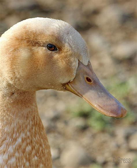 buff duck | Buff Duck 5 by canonshot54 on deviantART | Duck and ducklings