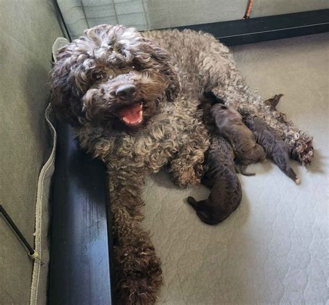 Lagotto Romagnolo Puppies For Sale