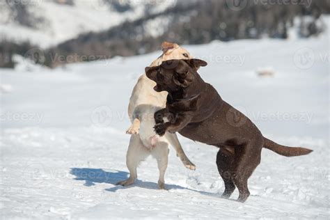 dogs while playing on the snow 12187990 Stock Photo at Vecteezy