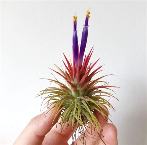 My first air plant bloom 😍 : airplants