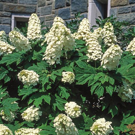 Snow Queen Hydrangea | Gurney's Seed & Nursery Co.